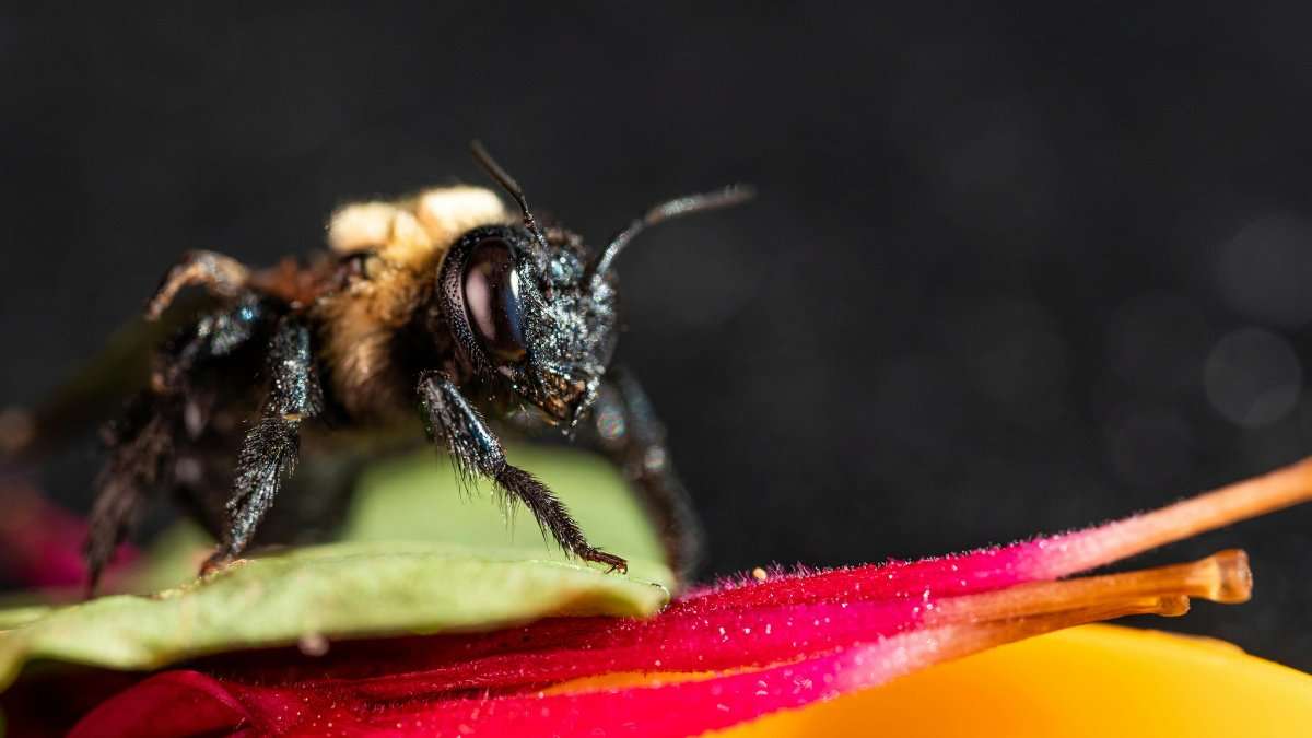 Natural bee repellent - bee species
