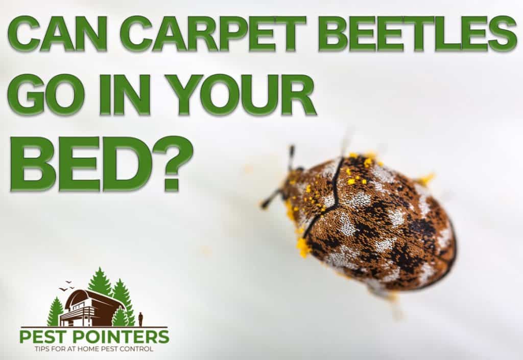 Is that a carpet beetle in my bed