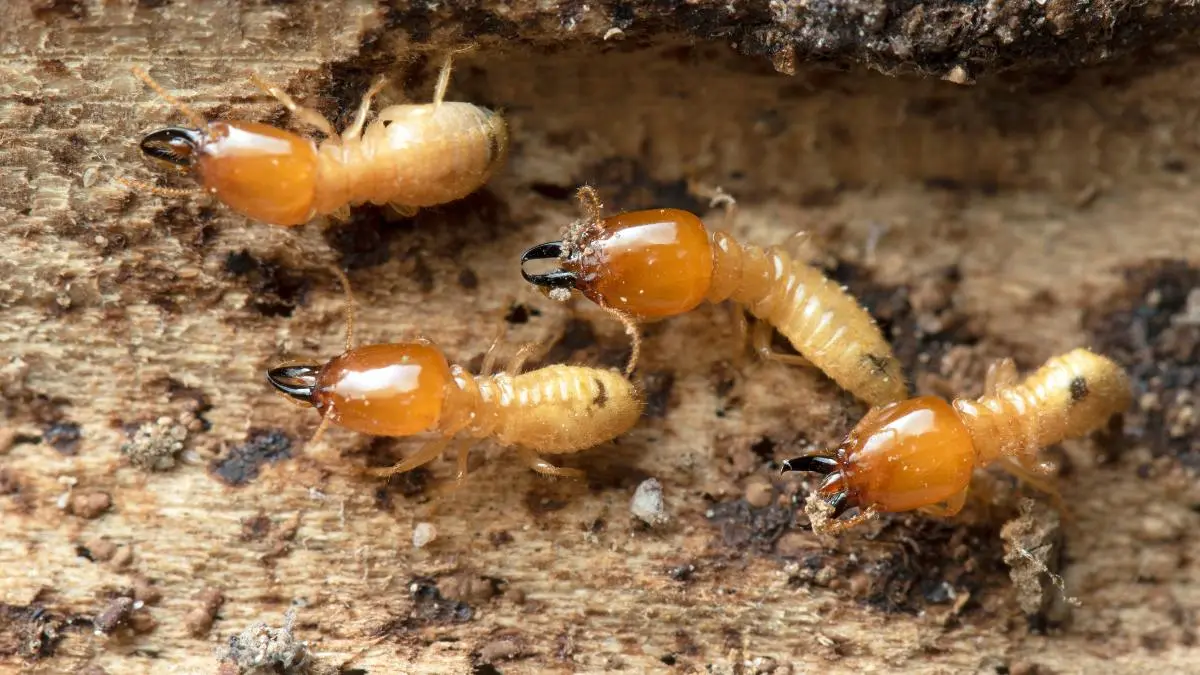 White ant treatment cost - factors