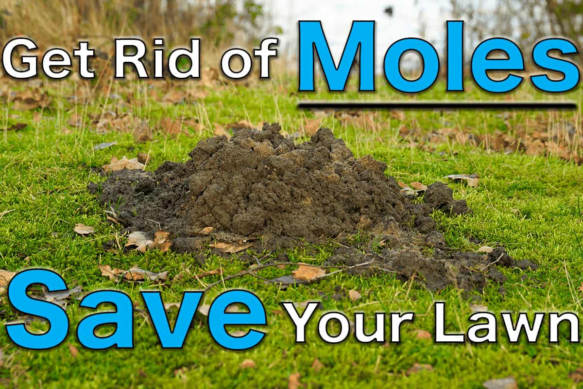 How to get rid of ground moles