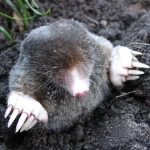 How to get rid of ground moles with vinegar