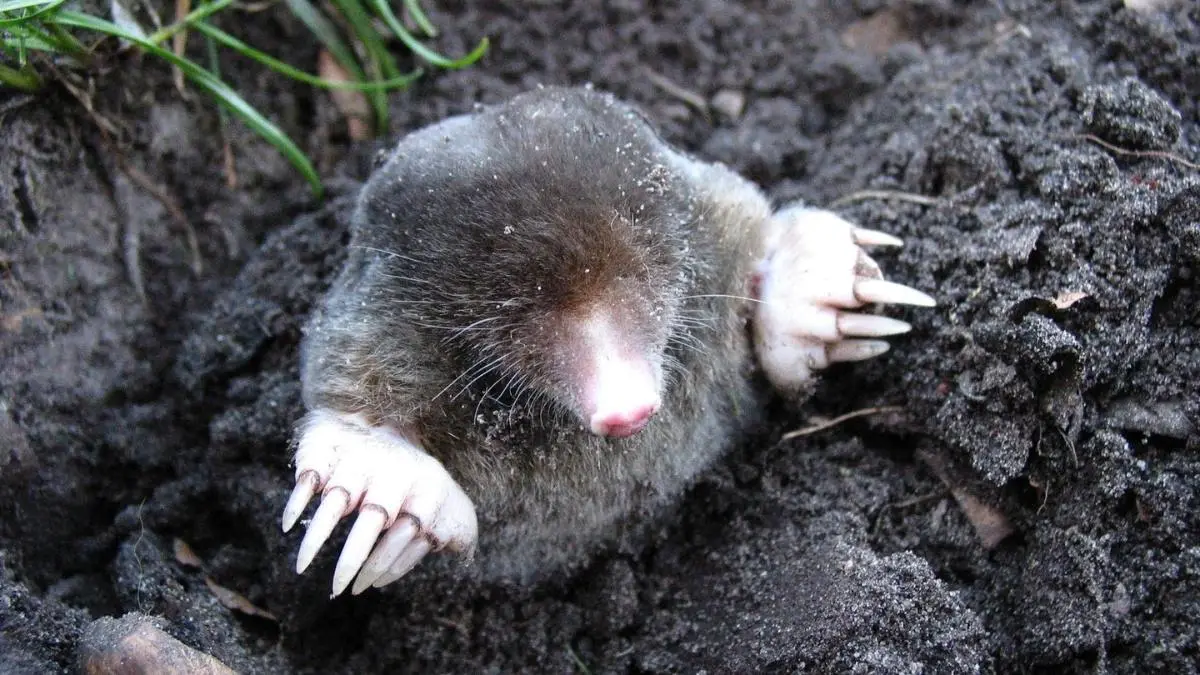 How to get rid of ground moles with vinegar