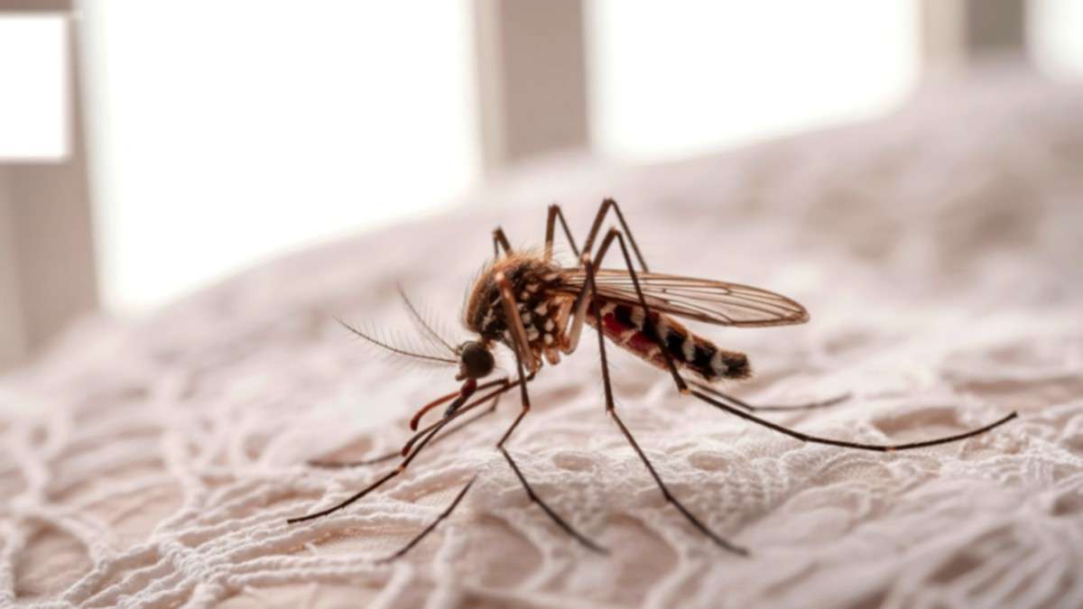 Mosquito dunks