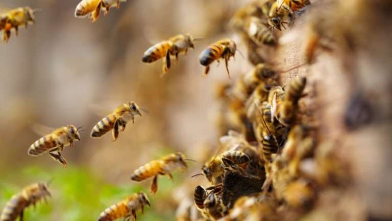 Natural bee repellent