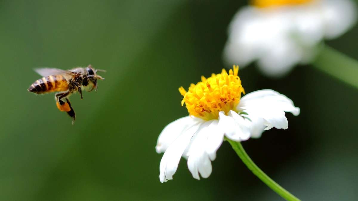 Natural bee repellent to keep bees away
