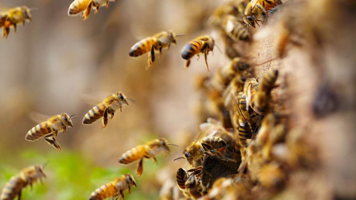 Natural bee repellent