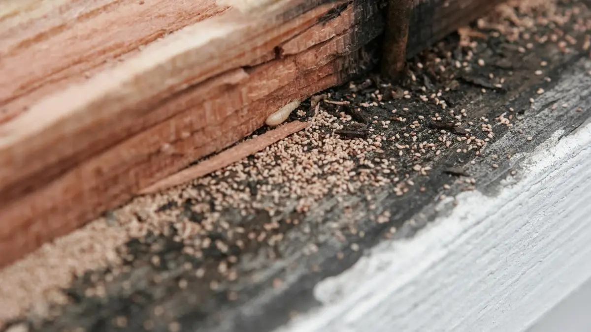 White ant treatment cost - infestation