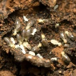 White ant treatment cost
