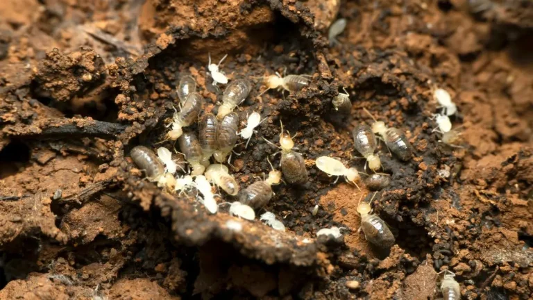 White ant treatment cost