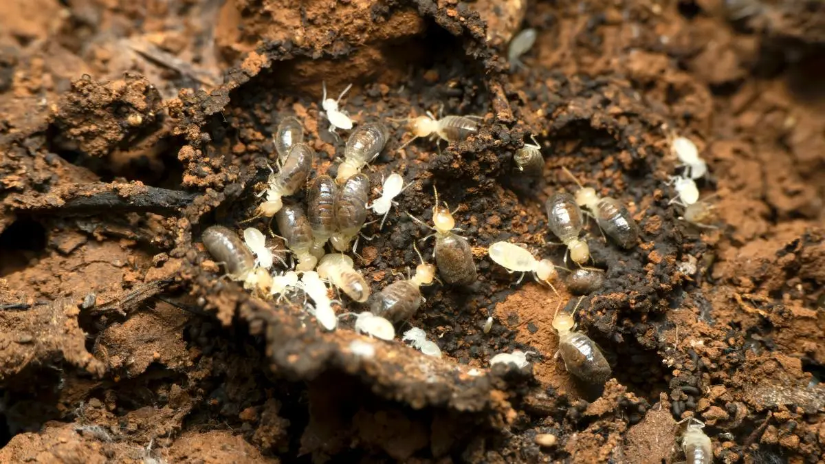 White ant treatment cost