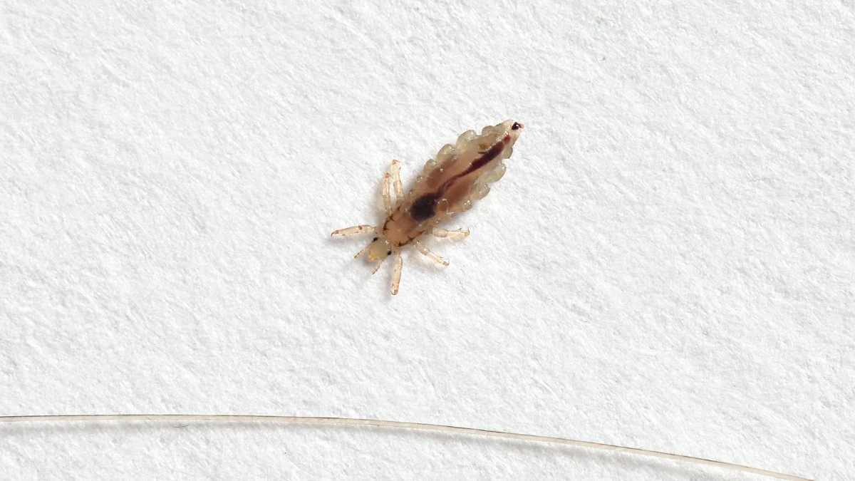 Bugs that resemble bed bugs - Lice