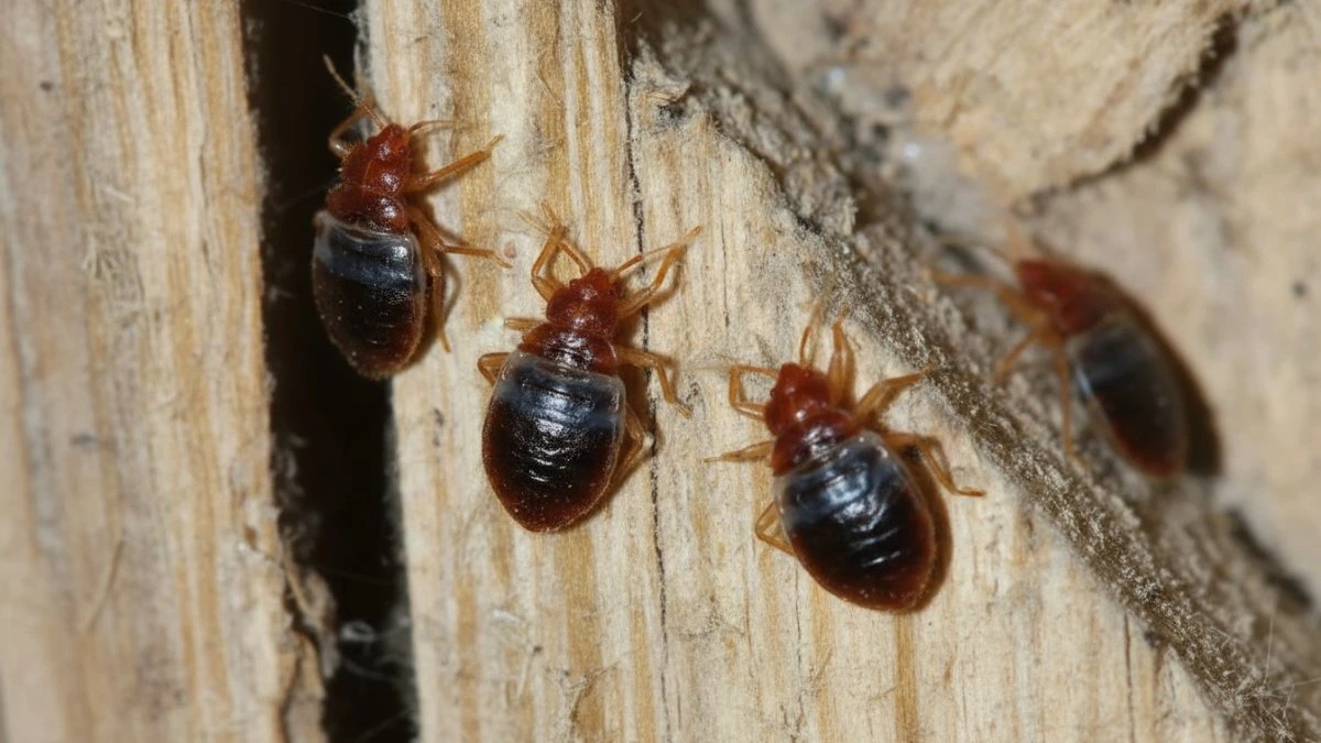 Bugs that resemble bed bugs - bat bugs