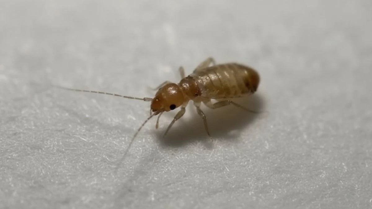 Bugs that resemble bed bugs - booklice