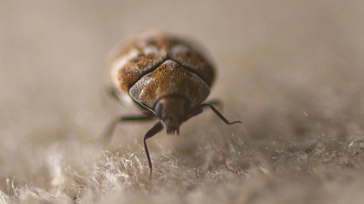 Bugs that resemble bed bugs - carpet beetles