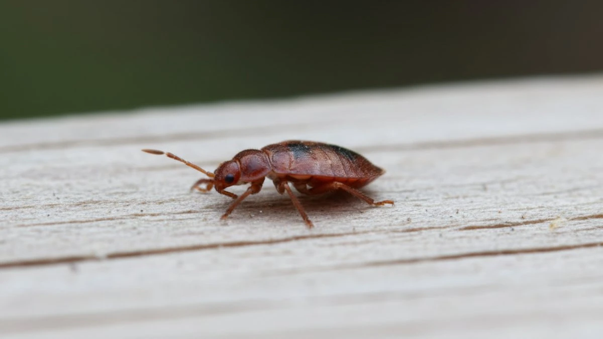 Bugs that resemble bed bugs - colorado bed bug