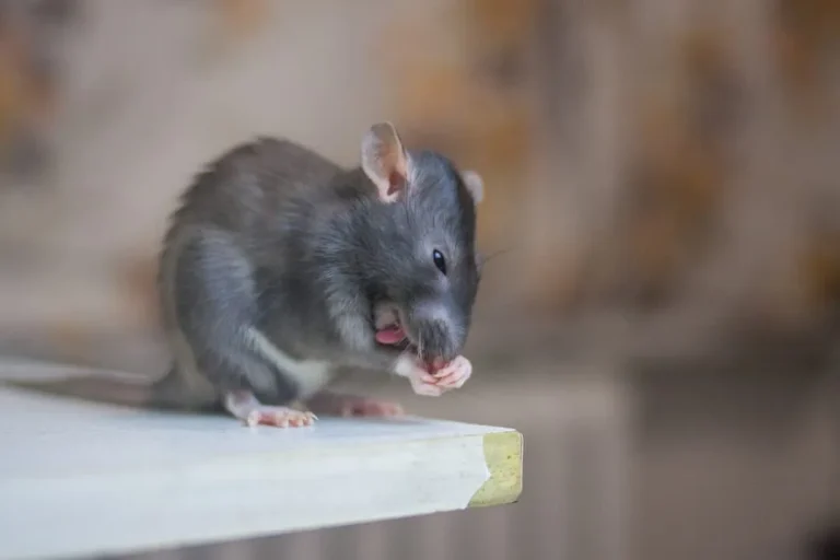 peppermint essential oil for mice