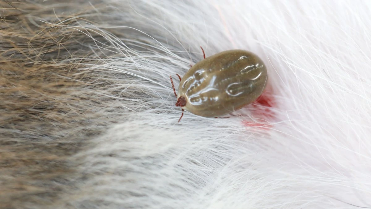 Bugs that resemble bed bugs - ticks
