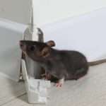 Rat Control - In House