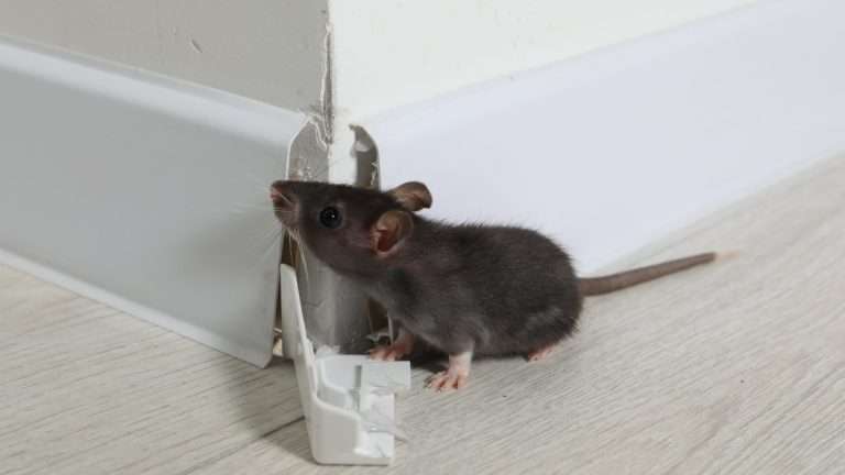 Rat Control - In House