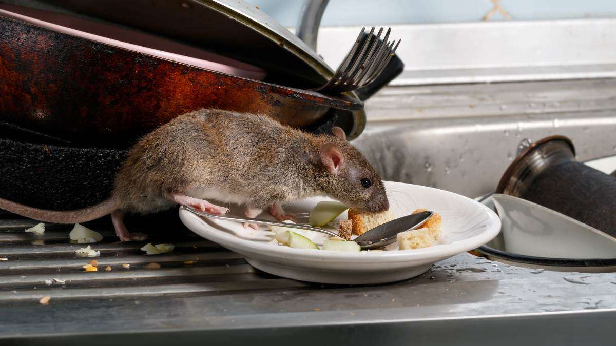 Rat Control - Identify Rat Infestation