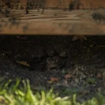 Rat hole under decking