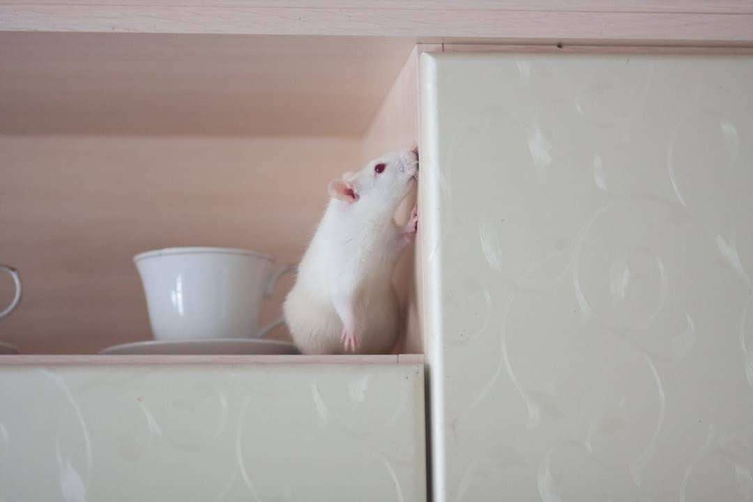 alternative uses of peppermint oil for mouse control
