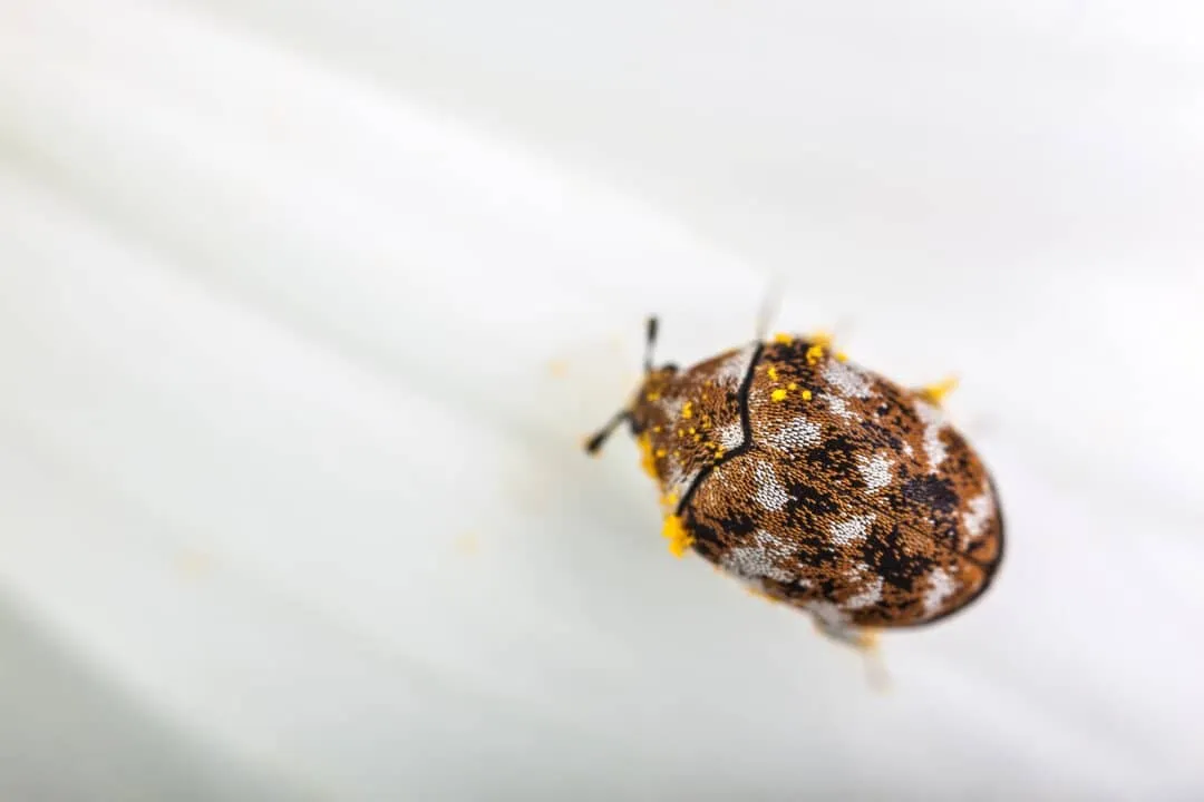 8 Best Carpet Beetle Sprays - How To Use Them? 1 best carpet beetle sprays - varied carpet beetle