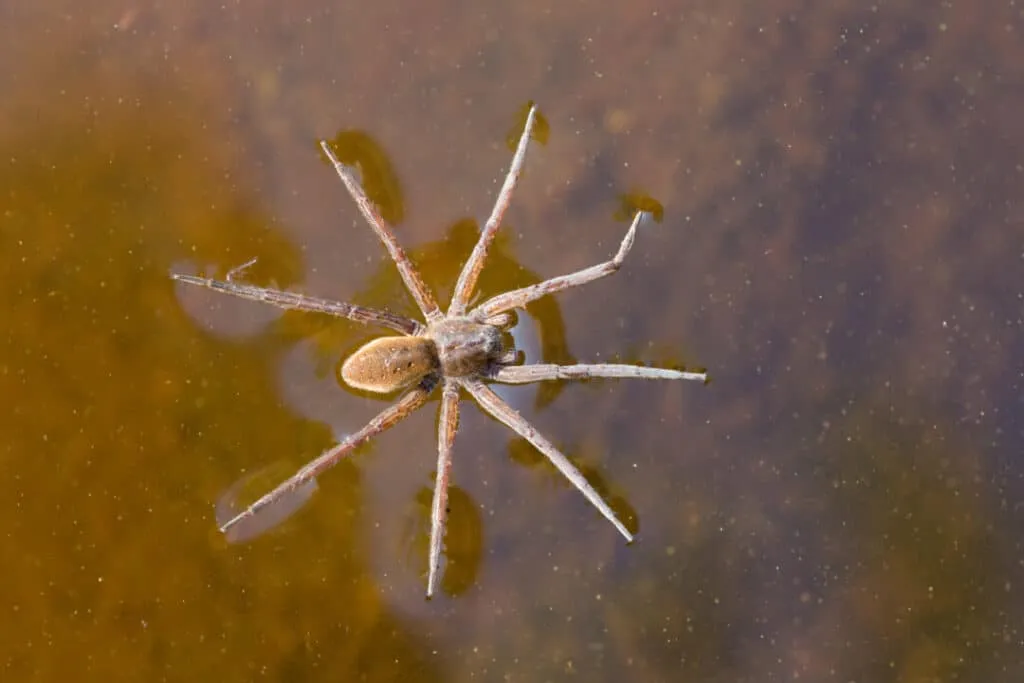 Flushing swimming spiders vs. non-swimming spiders