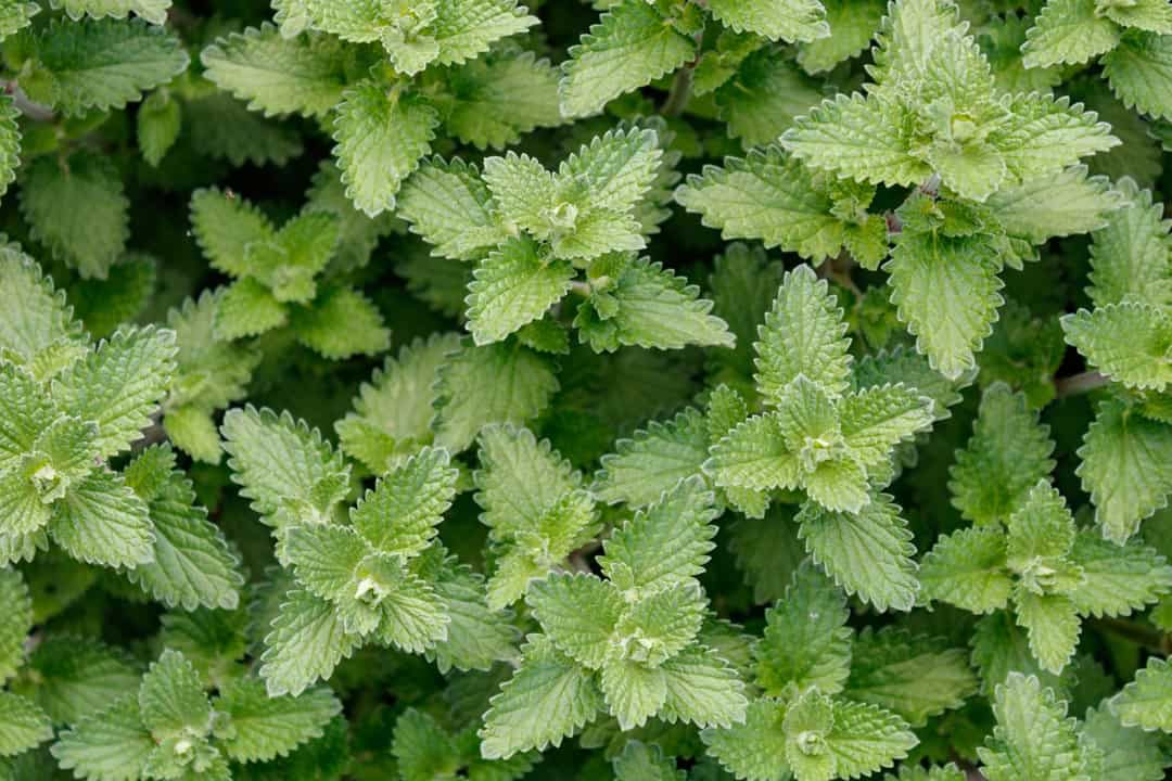 catnip to repel mice