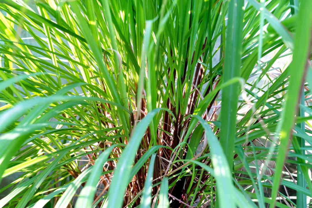 citronella to repel mice