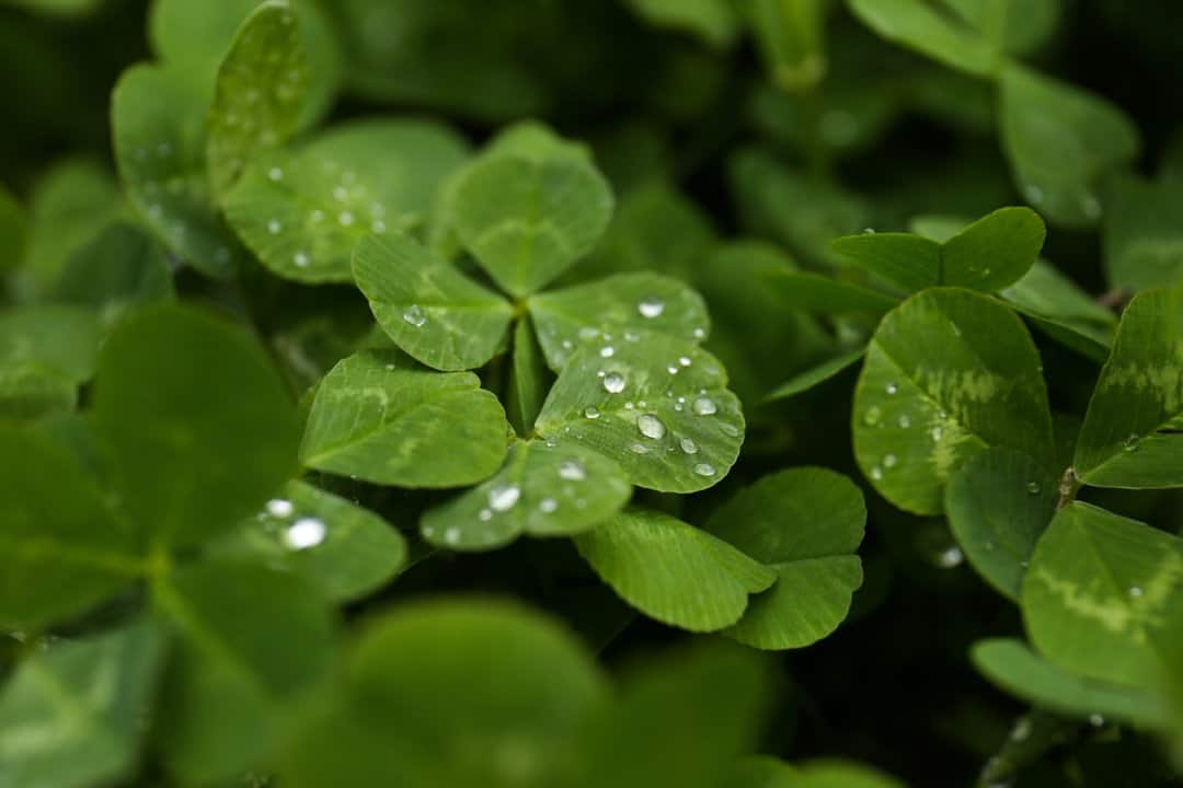 clover to repel mice
