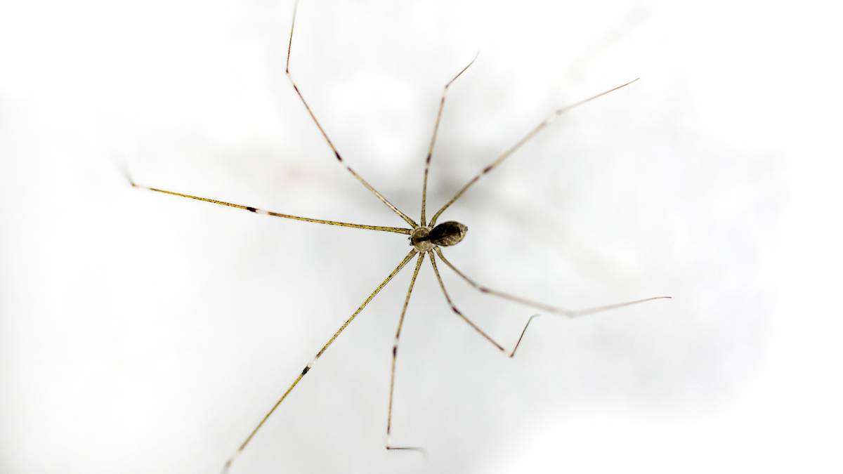 common house spider near drain
