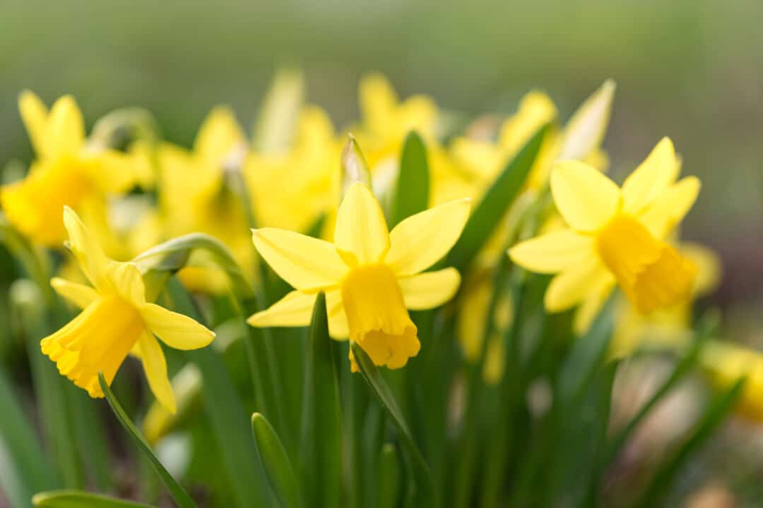 daffodils to repel mice