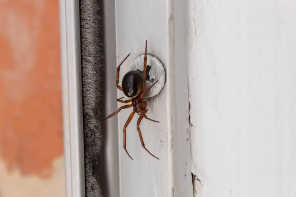 do spiders come up through the drain