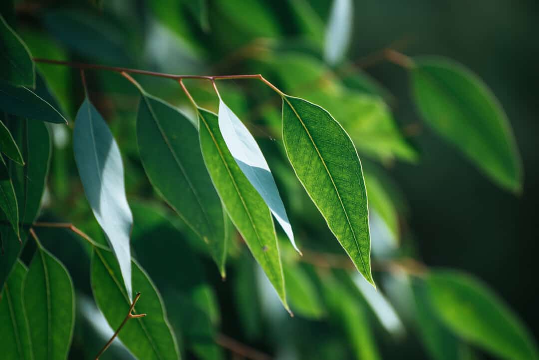 eucalyptus to repel mice