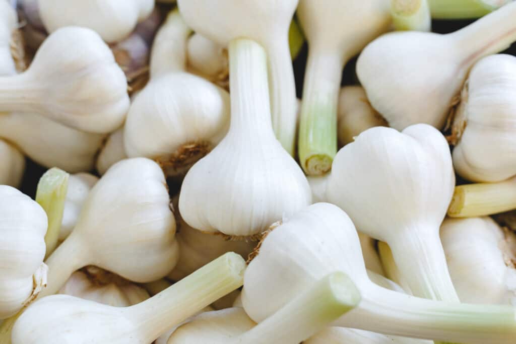garlic to repel mice