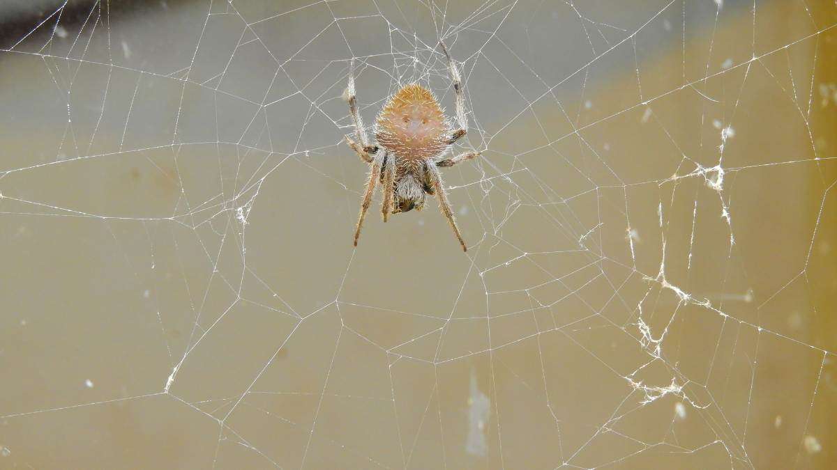 get rid of spiders without draining