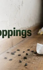 how to clean rat droppings safely