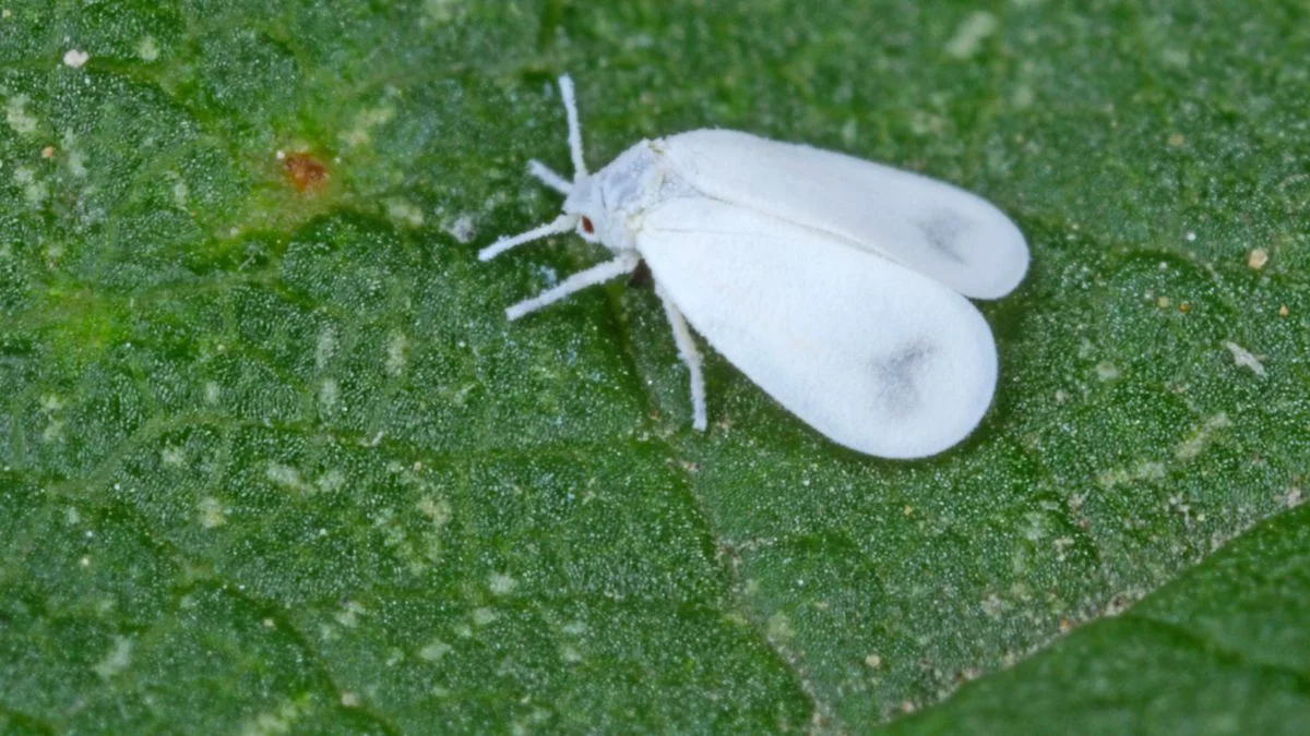 how to identify whiteflies
