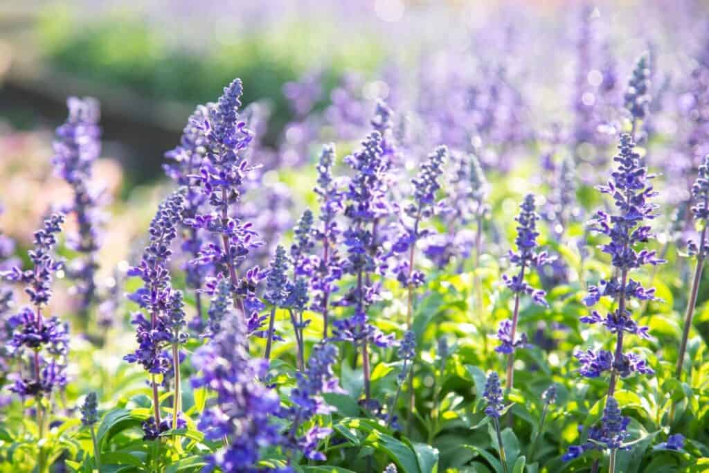 lavender to repel mice