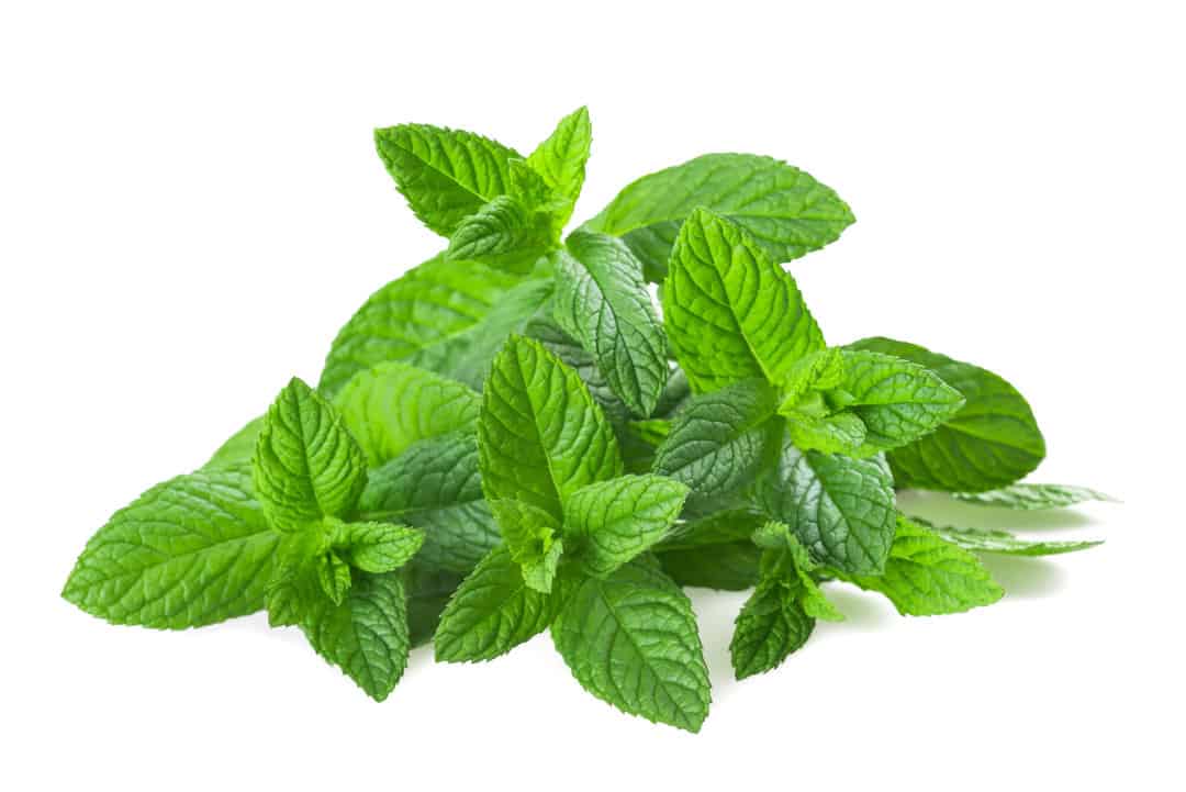 peppermint to repel mice