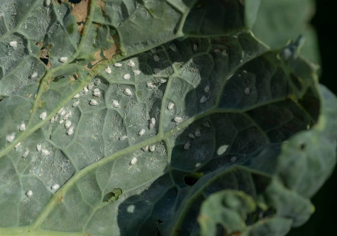 plants that attract whiteflies