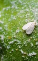 reasons why you have whiteflies