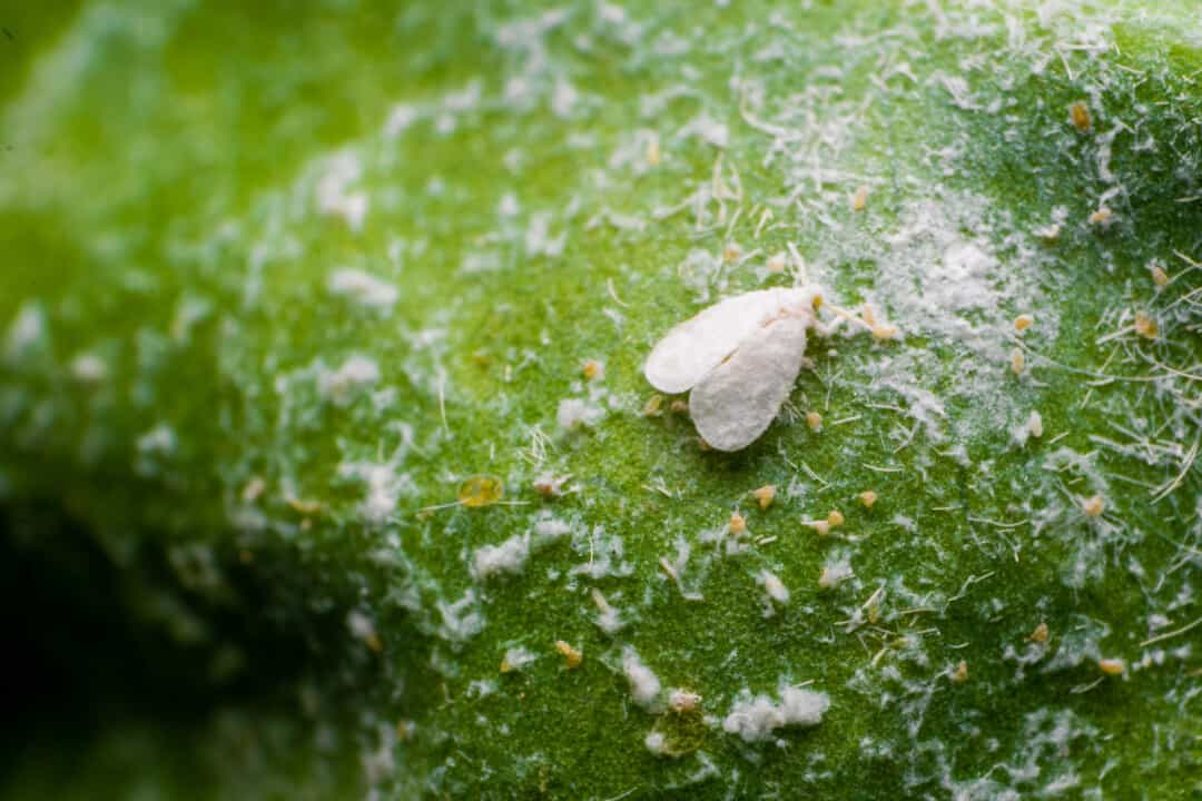 reasons why you have whiteflies