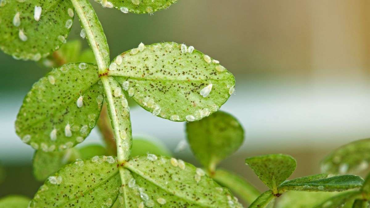 reasons why you have whiteflies on plants