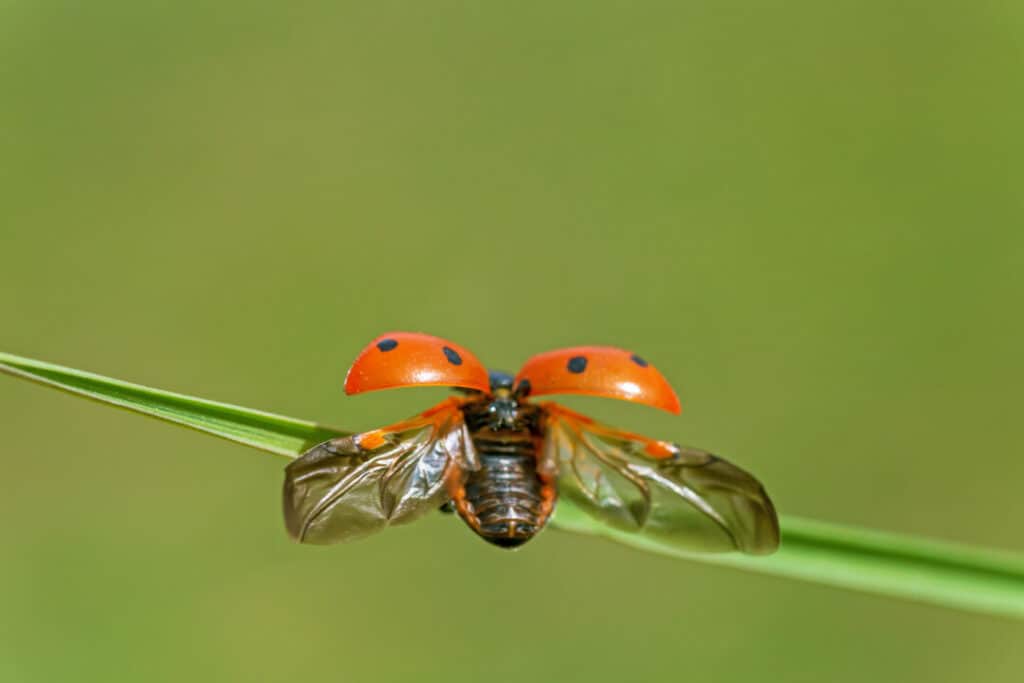 use ladybugs to get rid of whiteflies