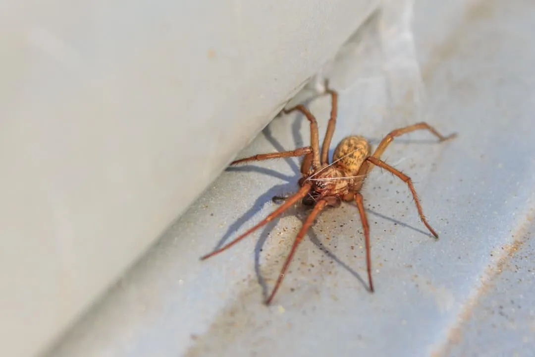 washing spiders down the drain