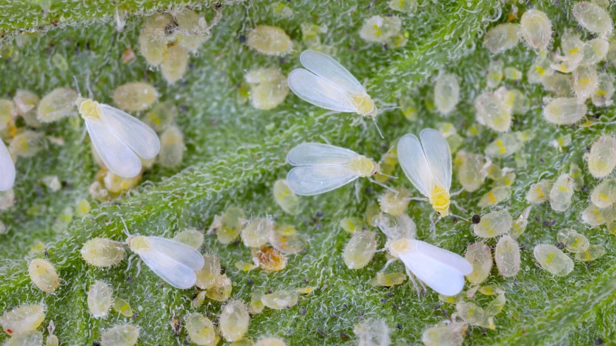 whiteflies on tomatoes leaf