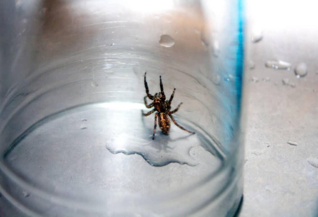 Washing Spiders Down The Drain