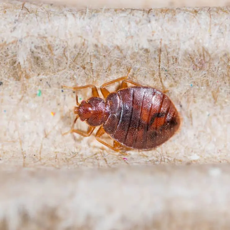 Close-up of an adult bed bug on fabric